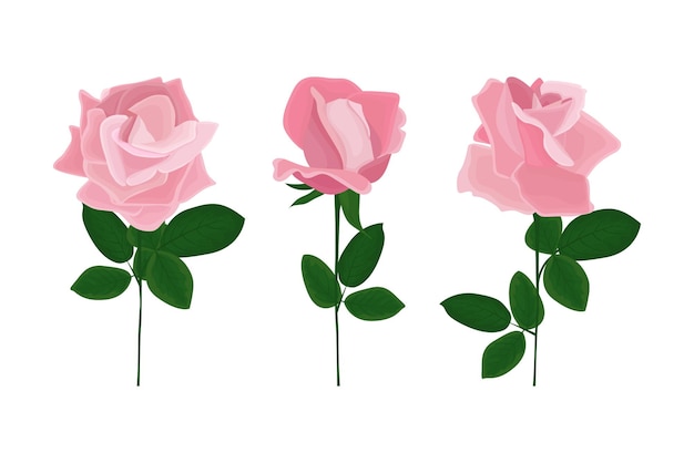 Pink roses cartoon set of illustrations