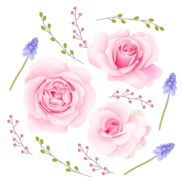 Pink roses vector collection