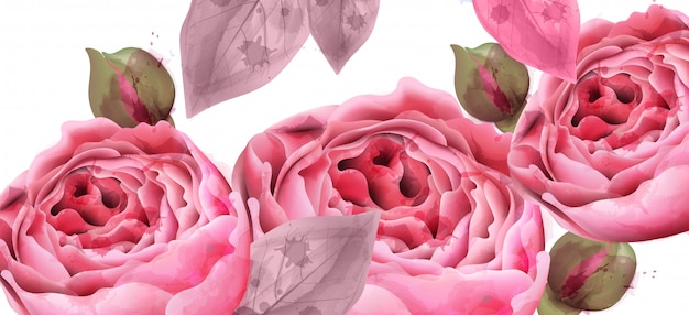 Vector pink roses watercolor background