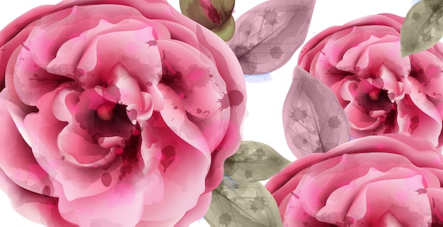 Vector pink roses watercolor background