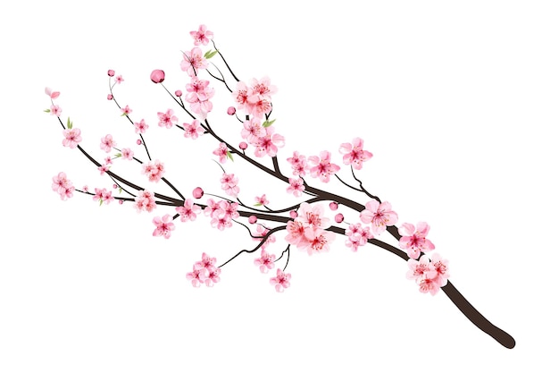 Vector pink sakura flower background. watercolor cherry bud. cherry blossom flower blooming vector. sakura on white background. watercolor cherry blossom vector. cherry blossom branch with sakura flower.