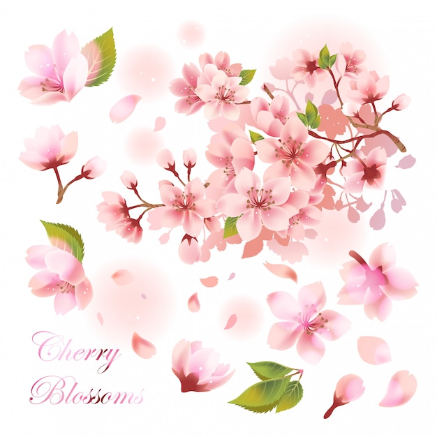 Vector pink sakura flower petals set.