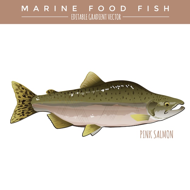 Vector pink salmon. marine food fish