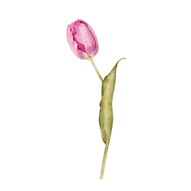 Pink spring tulip flower, watercolor illustration.