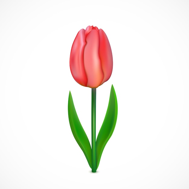 Pink Tulip flower with leaves isolated on white background illustration