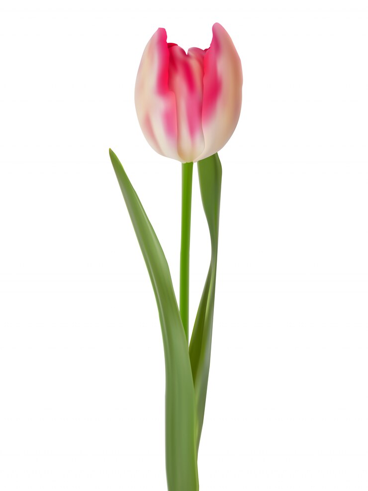Vector pink tulip isolated on a pure white