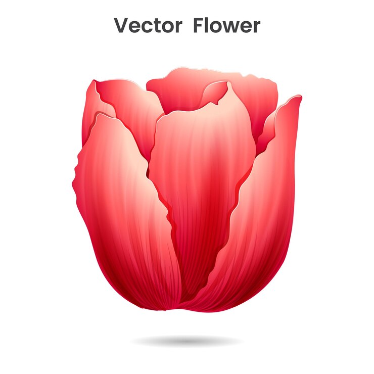 Vector pink tulip isolated on white background vector design