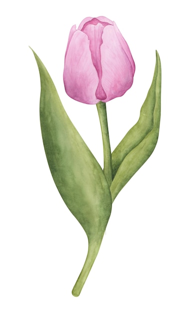 Pink tulip on white background Watercolor botanical illustration Floral clipart element