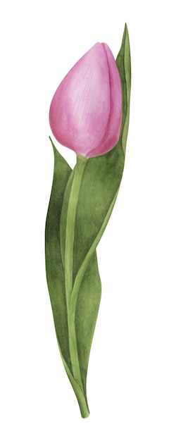 Pink tulip on white background watercolor botanical illustration floral clipart element