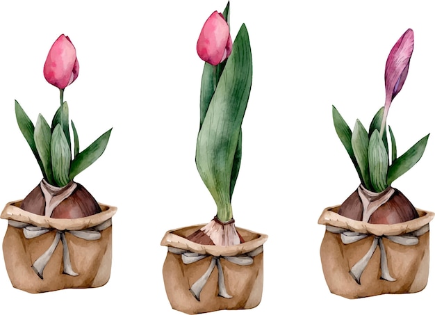 Pink tulips watercolor hand drawn clipart set