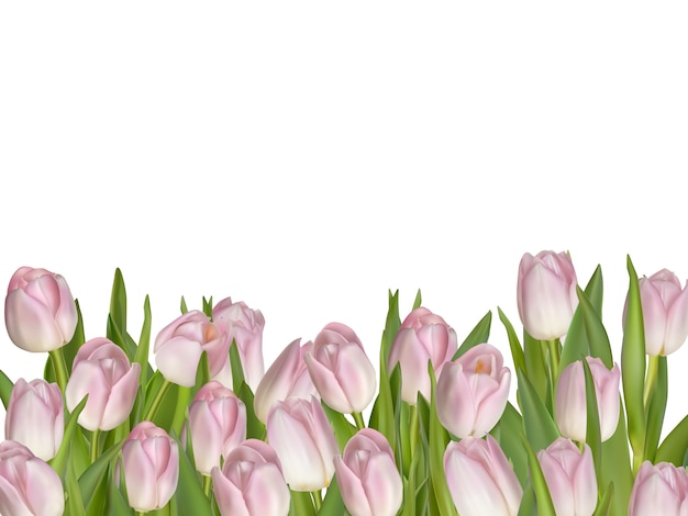 Pink tulips on white background.