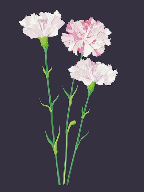 Pink vector carnation on black background