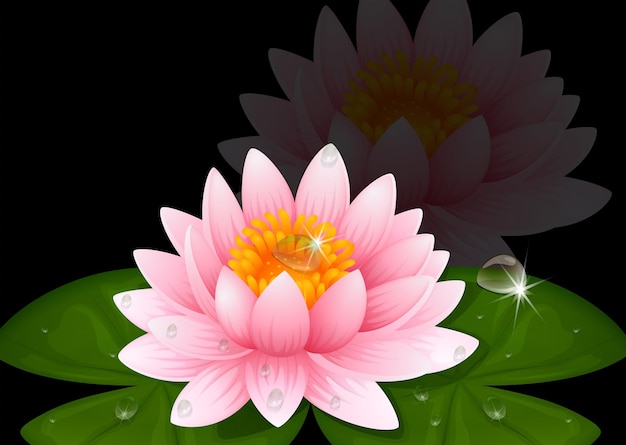 Vector pink water lily on black background