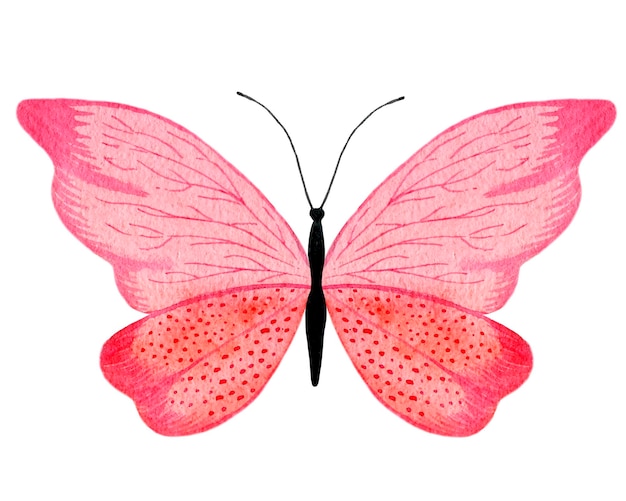 Pink watercolor butterfly handdrawn illustration