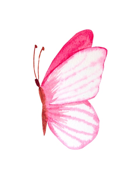 Vector pink watercolor butterfly