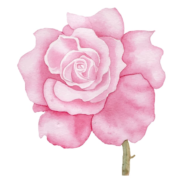 pink watercolor hand painted flower with branch