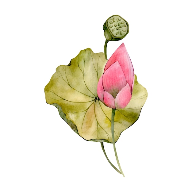 Vettore illustrazione rosa del fiore di loto dell'acquerello isolata su bianco clipart floreale del germoglio della ninfea dell'acquerello