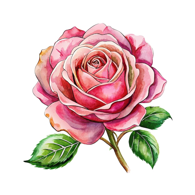 pink watercolor rose flower with green leaves on white