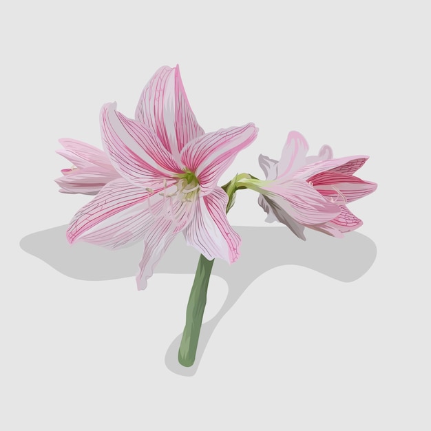 Vector pink white amaryllis flowers blossom isolated realistic hand drawn illustrations and vectors