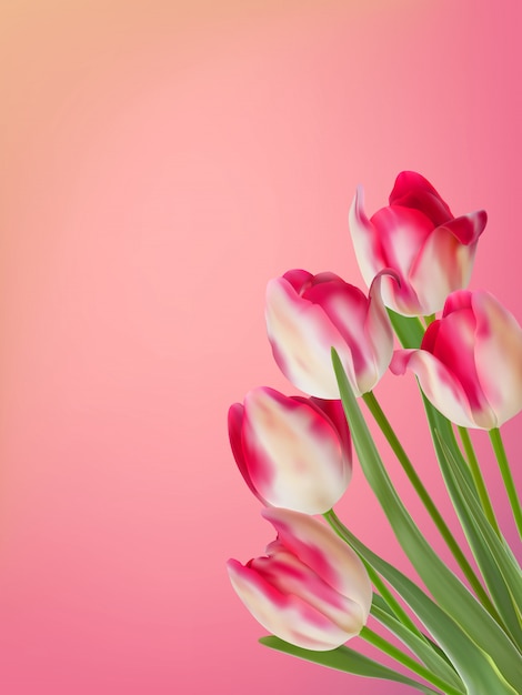 Pink and white tulip with green leaves.