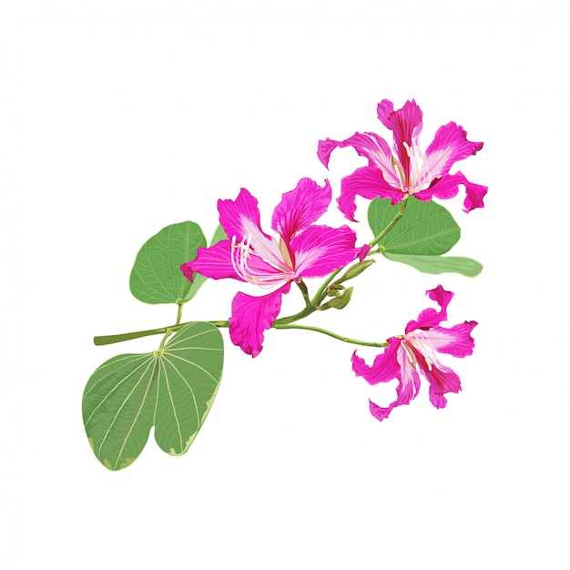 Vector pink wild flowers