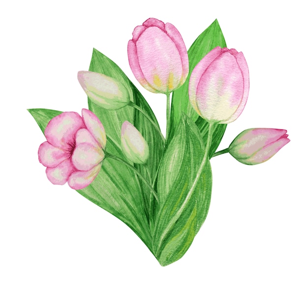 Pink yellow tulip bouquet hand drawn watercolor botanical illustration. Beautiful spring flower.