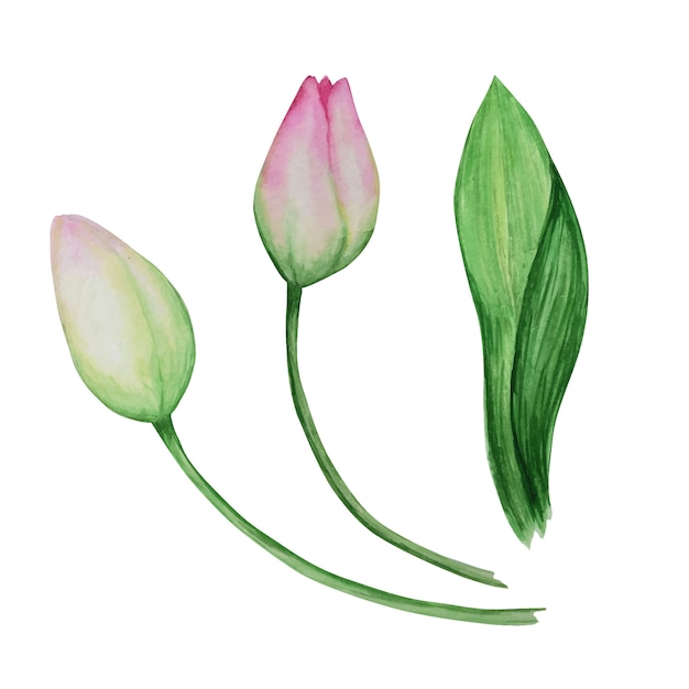 Pink yellow tulip set, hand drawn watercolor botanical illustration