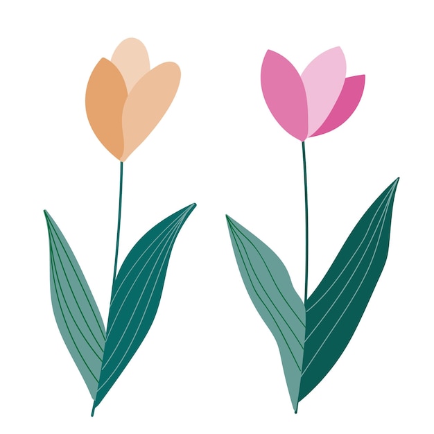 Vettore fiori di tulipani rosa e gialli illustrazione vettoriale disegnata a mano isolata su uno sfondo bianco