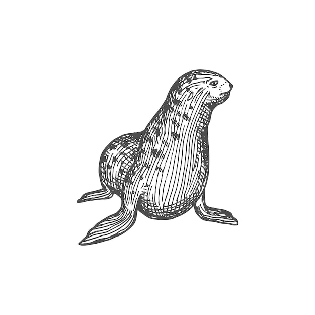 Pinniped seal furseal zee dier isoleren schets