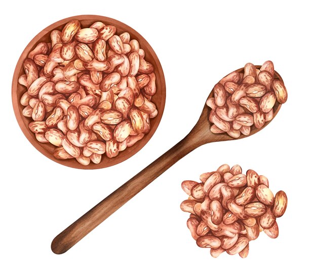 Pinto beans in bowl and in wooden spoon watercolor hand drawn illustration