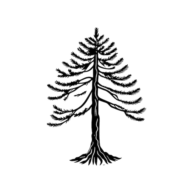 Pinus strobus Икона ручной рисунки черный цвет дерево день логотип векторный элемент и символ