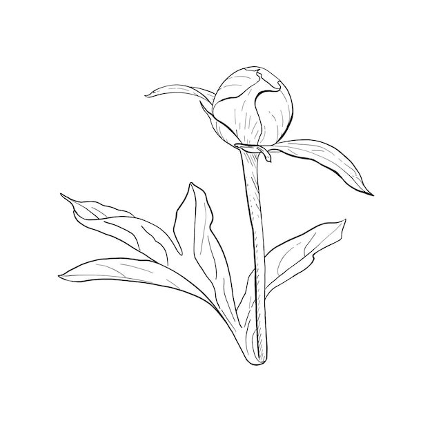 Pioen vector illustratie bloemknop tak plantkunde bladeren zwarte omtrek grafische tekening tuin