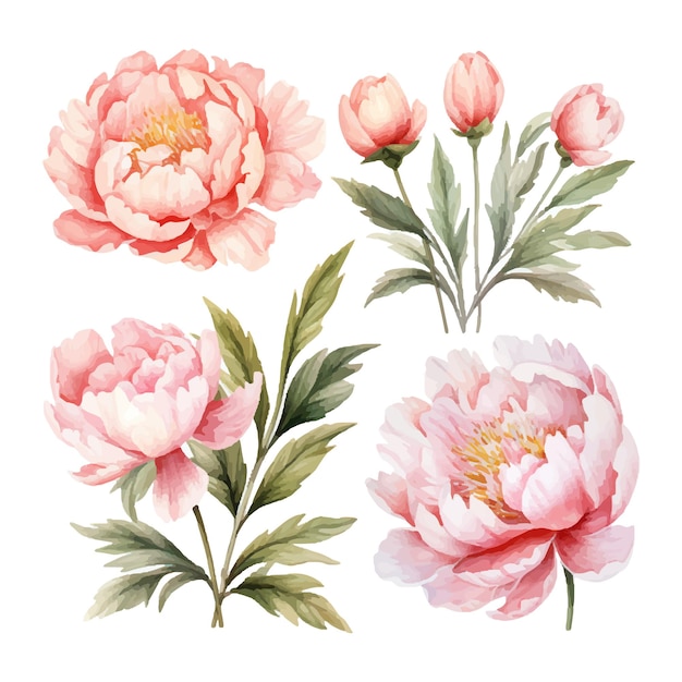 pioenbloem set aquarel vector illustratie