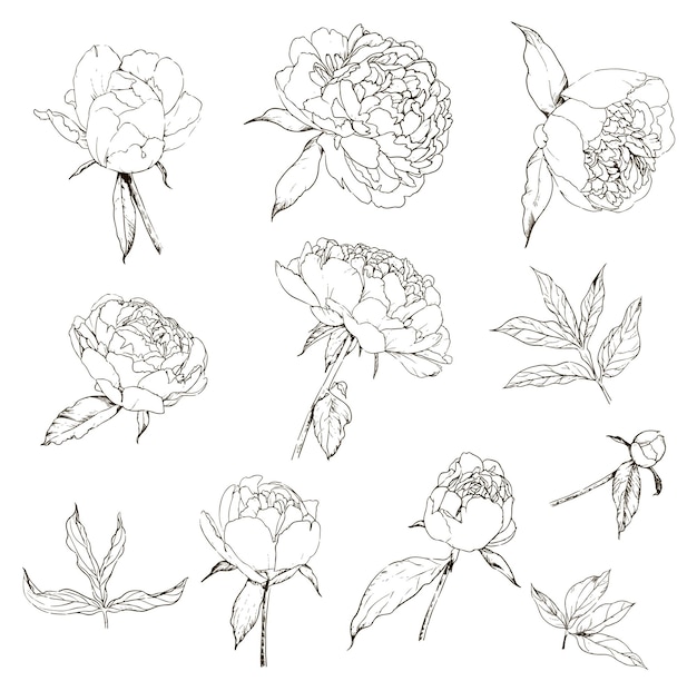 Pioenbloemen, set bloemenelementen, lineart, doodle bloemen