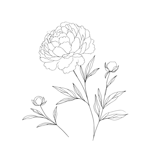 pioenen in één rij op een witte achtergrond botanische bloemen flora esthetische bloemen in één rij