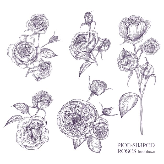 Vector pion-shaped rose  illustration. plant, flowers, leaves, hand drawn set. black and white  illustration collection.