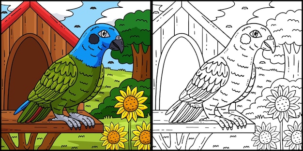 pionus parrot bird coloring page illustration