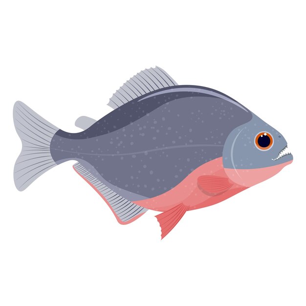 Illustrazione vettoriale di pesce piranha isolata su sfondo bianco