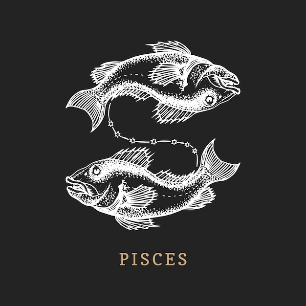 Pisces zodiac symbol hand drawn in engraving style vector graphic retro illustration of astrological sign fish