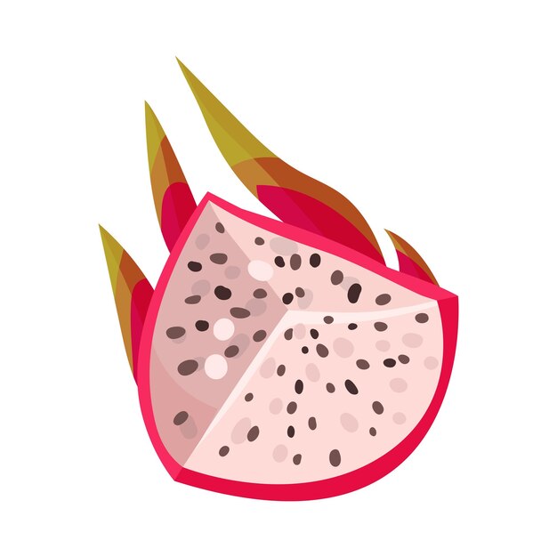 Pitaya or dragon fruit cut section covered with leathery leafy skin vector illustration