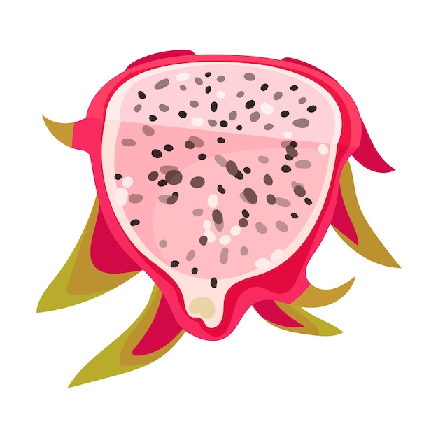 Vettore sezione tagliata di pitaya o frutta del drago coperta da un'illustrazione vettoriale della pelle fogliosa cutane