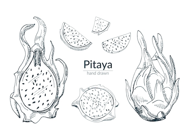 Pitaya 전체, 컷, 반. 흑백에서 고립 된 요소 집합입니다. 스케치.