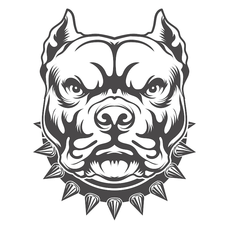Vector pitbull dog angry look with belt on it vector design