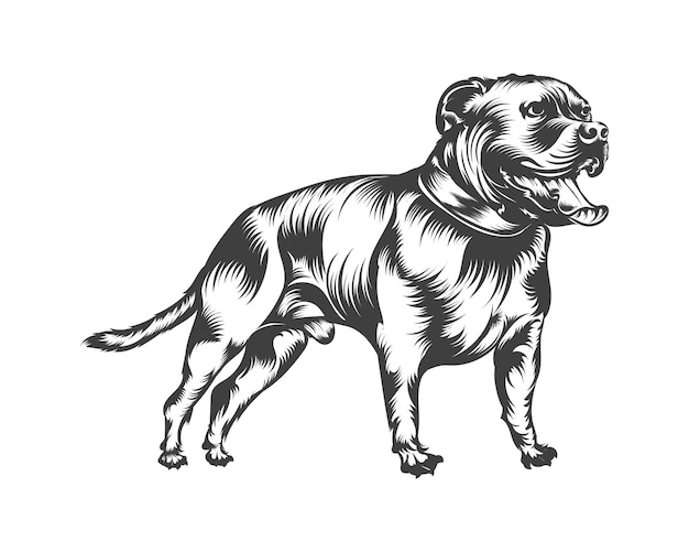 Vector pitbull hondenras vectorillustratie, pitbull hond vector op witte achtergrond voor t-shirt, logo en