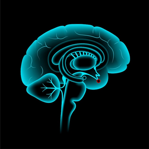 Pituitary gland anatomy. Human endocrine system, brain and hypothalamus concept. Connection of the internal organs with anterior and posterior pituitary gland hormones isolated vector illustration