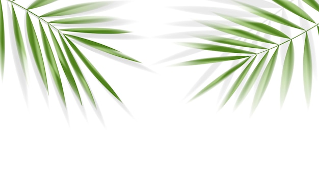 Plam leaves on white background with clipping path for tropical leaf design element vector