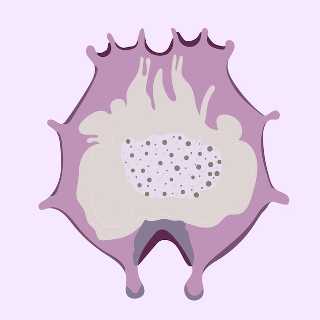 Vettore icona vettoriale di plancton o pulci d'acqua icona vettoriale di cartone animato isolata