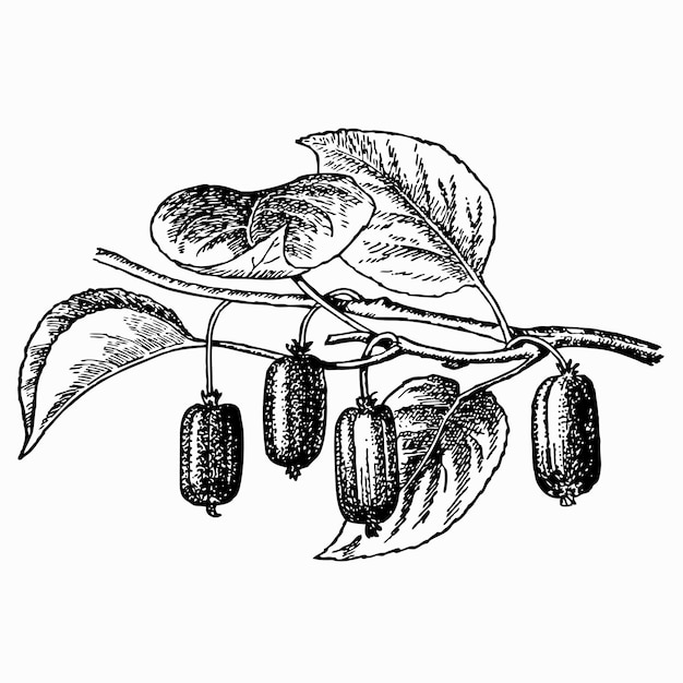 Vector plant actinidia