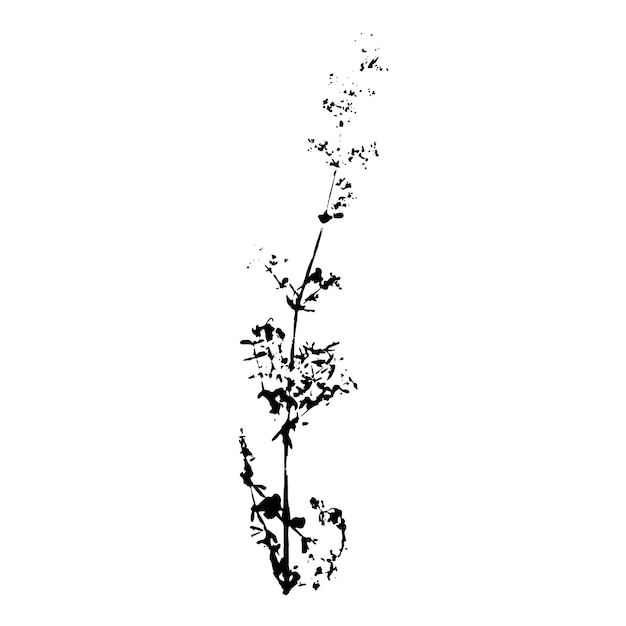 Plant afdruk Zwart silhouet van kruidenelement op witte achtergrond Vector botanisch detail