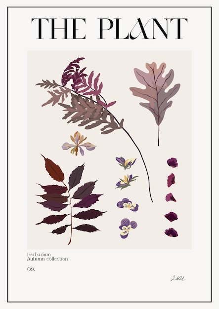 The plant. Autumn flower market poster. Herbarium